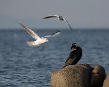 Storskarv   Gamagori, Great Cormorant, Phalacrocorax carbo, Storskarv : Gamagori, Great Cormorant, Phalacrocorax carbo, Storskarv