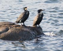 Storskarv   Gamagori, Great Cormorant, Phalacrocorax carbo, Storskarv : Gamagori, Great Cormorant, Phalacrocorax carbo, Storskarv