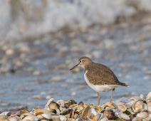 Strandsnipe   Actitis hypoleucos, Common Sandpiper, Gamagori, Strandsnipe : Actitis hypoleucos, Common Sandpiper, Gamagori, Strandsnipe
