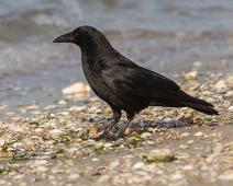 Svartkråke   Carrion crow, Corvus corone, Gamagori, Svartkråke : Carrion crow, Corvus corone, Gamagori, Svartkråke