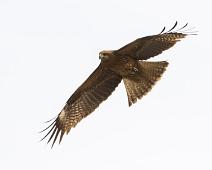 Svartøreglente   Black-eared kite, Gamagori, Milvus migrans lineatus, Svartøreglente : Black-eared kite, Gamagori, Milvus migrans lineatus, Svartøreglente