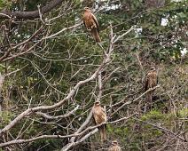 Svartøreglente   Black-eared kite, Gamagori, Milvus migrans lineatus, Svartøreglente : Black-eared kite, Gamagori, Milvus migrans lineatus, Svartøreglente