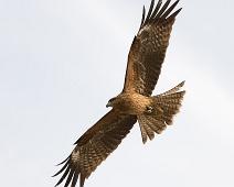 Svartøreglente   Black-eared kite, Gamagori, Milvus migrans lineatus, Svartøreglente : Black-eared kite, Gamagori, Milvus migrans lineatus, Svartøreglente