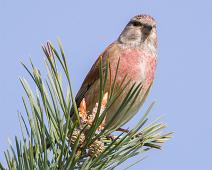 Tornirisk hann   Acanthis cannabina, Eurasian Linnet, Kragerø kommune, Maskulinum, Sauholmen, Tornirisk : Acanthis cannabina, Eurasian Linnet, Kragerø kommune, Maskulinum, Sauholmen, Tornirisk