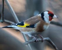 S\tilits   Carduelis carduelis, European Goldfinch, Stillits : Carduelis carduelis, European Goldfinch, Stillits