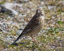 Tornirisk hunn   Acanthis cannabina, Eurasian Linnet, Femininum, Jomfruland, Tornirisk : Acanthis cannabina, Eurasian Linnet, Femininum, Jomfruland, Tornirisk