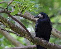 Kornkråke   Bunratty, Bunratty castle, Corvus frugilegus, Kornkråke, Rook : Bunratty, Bunratty castle, Corvus frugilegus, Kornkråke, Rook