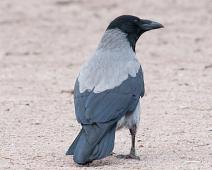 Kråke   Corvus cornix, Frognerparken, Hooded Crow, Kråke, Oslo : Corvus cornix, Frognerparken, Hooded Crow, Kråke, Oslo