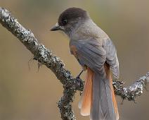 Lavskrike   Lavskrike, Perisoreus infaustus, Siberian Jay : Lavskrike, Perisoreus infaustus, Siberian Jay