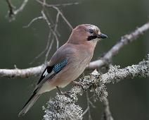 Nøtteskrike   Dausjøelva, Eurasian Jay, Garrulus glandarius, Maridalen, Nøtteskrike, Oslo : Dausjøelva, Eurasian Jay, Garrulus glandarius, Maridalen, Nøtteskrike, Oslo