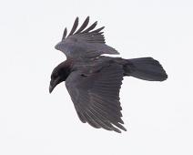 Ravn   Common Raven, Corvus corax, Flukt, Kragerø kommune, Ravn, Sauholmen : Common Raven, Corvus corax, Flukt, Kragerø kommune, Ravn, Sauholmen