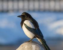 Skjære   Eurasian Magpie, Frognerparken, Oslo, Pica Pica, Skjære : Eurasian Magpie, Frognerparken, Oslo, Pica Pica, Skjære