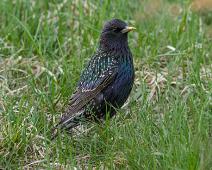 Stær hann   European Starling, Frognerparken, Maskulinum, Oslo, Sturnus vulgaris, Stær : European Starling, Frognerparken, Maskulinum, Oslo, Sturnus vulgaris, Stær