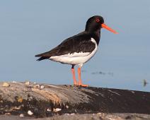 Tjeld   Eurasian Oystercatcher, Haematopus ostralegus, Kragerø kommune, Sauholmen, Tjeld : Eurasian Oystercatcher, Haematopus ostralegus, Kragerø kommune, Sauholmen, Tjeld