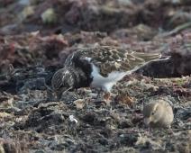 Steinvender   Arenaria interpres, Ruddy Turnstone, Steinvender : Arenaria interpres, Ruddy Turnstone, Steinvender