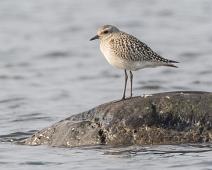 Tundralo   Black-bellied Plover, Pluvialis squatarola, Tundralo : Black-bellied Plover, Pluvialis squatarola, Tundralo