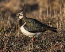 Vipe hann   Hornborgasjøen, Northern Lapwing, Sverige, Vanellus vanellus, Vipe : Hornborgasjøen, Northern Lapwing, Sverige, Vanellus vanellus, Vipe
