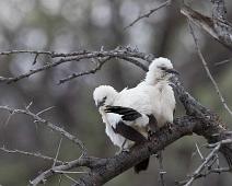 Hvitskriketrost juvenil   Endemic, Hvitskriketrost, Southern pied babbler, Turdoides bicolor, juvenil : Endemic, Hvitskriketrost, Southern pied babbler, Turdoides bicolor, juvenil