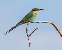 Swallow-tailed bee-eater - Svalebieter   Merops hirundineus, Svalebieter, Swallow-tailed Bee-eater : Merops hirundineus, Svalebieter, Swallow-tailed Bee-eater
