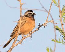 Cinnamon-breasted Bunting - Sebraspurv   Cinnamon-breasted Bunting, Emberiza tahapisi, Sebraspurv : Cinnamon-breasted Bunting, Emberiza tahapisi, Sebraspurv