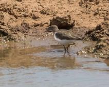 Common sandpiper - Strandsnipe   Actitis hypoleucos, Common sandpiper, Strandsnipe Afrika : Actitis hypoleucos, Common sandpiper, Strandsnipe Afrika