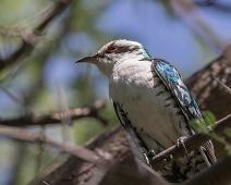Dideric cuckoo - Diderikgjøk   Chrysococcyx caprius, Dideric cuckoo, Diderikgjøk : Chrysococcyx caprius, Dideric cuckoo, Diderikgjøk