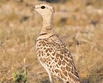 Double-banded Courser - Tobelteløper   Double-banded Courser, Smutsornis africanus, Tobelteløper : Double-banded Courser, Smutsornis africanus, Tobelteløper