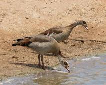 Egyptian goose - Niland   Alopochen aegyptiaca, Egyptian Goose, Niland : Alopochen aegyptiaca, Egyptian Goose, Niland