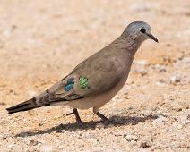 Emerald-spotted wood-dove - Grønnflekkalvedue   Grønnflekkalvedue, Turtur chalcospilos, emerald-spotted wood-dove : Grønnflekkalvedue, Turtur chalcospilos, emerald-spotted wood-dove