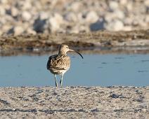 Eurasian curlew - Storspove   Eurasian curlew, Numenius arquata, Storspove Afrika : Eurasian curlew, Numenius arquata, Storspove Afrika