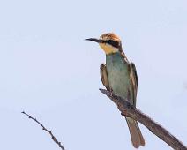 European bee-eater - Bieter   Europabieter, European bee-eater, Merops apiaster : Europabieter, European bee-eater, Merops apiaster
