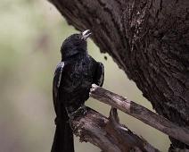 Fork-tailed drongo - Savannedrongo   Dicrurus adsimilis, Fork-tailed drongo, Savannedrongo : Dicrurus adsimilis, Fork-tailed drongo, Savannedrongo