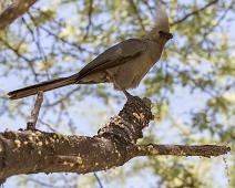 Gray Go-away-bird - Gråturako   Corythaixoides concolor, Gray Go-away-bird, Gråturako : Corythaixoides concolor, Gray Go-away-bird, Gråturako