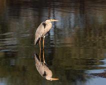 Gray heron - Gråhegre   Ardea cinerea, Gray Heron, Gråhegre : Ardea cinerea, Gray Heron, Gråhegre