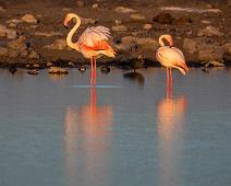 Greater flamingo - Flamingo   Flamingo, Greater Flamingo, Phoenicopterus roseus : Flamingo, Greater Flamingo, Phoenicopterus roseus