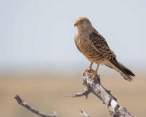Greater kestrel - Slettefalk   Falco rupicoloides, Greater kestrel, Slettefalk : Falco rupicoloides, Greater kestrel, Slettefalk