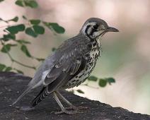 Groundscraper thrush - Marktrost   Groundscraper thrush, Marktrost, Psophocichla litsipsirupa : Groundscraper thrush, Marktrost, Psophocichla litsipsirupa