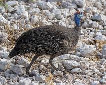 Helmeted Guineafowl - Hjelmperlehøne   Helmeted Guineafowl, Hjelmperlehøne, Numida meleagris : Helmeted Guineafowl, Hjelmperlehøne, Numida meleagris