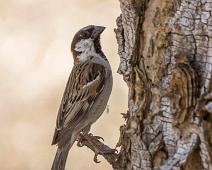 House sparrow - Gråspurv   Gråspurv afrika, House sparrow, Passer domesticus : Gråspurv afrika, House sparrow, Passer domesticus