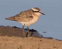 Kittlitz's plover - Kittlizlo   Charadrius pecuarius, Kittlitz's plover, Kittlitzlo : Charadrius pecuarius, Kittlitz's plover, Kittlitzlo
