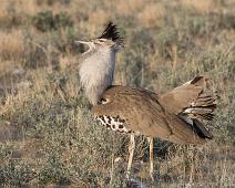 Kori bustard - Koritrappe hann   Ardeotis kori, Kori bustard, Koritrappe : Ardeotis kori, Kori bustard, Koritrappe