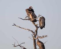 Lappet-faced Vulture - Øregribb (Øverst)   Gyps africanus, Hvitryggribb, Lappet-faced Vulture, Torgos tracheliotus, White-backed Vulture, Øregribb : Gyps africanus, Hvitryggribb, Lappet-faced Vulture, Torgos tracheliotus, White-backed Vulture, Øregribb