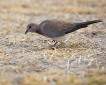 Laughing Dove - Palmedue   Laughing Dove, Palmedue, Streptopelia senegalensis : Laughing Dove, Palmedue, Streptopelia senegalensis