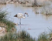Lesser flamingo - Dvergflamingo   Dvergflamingo, Lesser flamingo, Phoenicopterus minor : Dvergflamingo, Lesser flamingo, Phoenicopterus minor