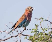 Lilac-breasted roller - Savanneråke   Coracias caudatus, Lilac-breasted Roller, Savanneråke : Coracias caudatus, Lilac-breasted Roller, Savanneråke