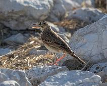 Long-billed Pipit - Savannepiplerke   African pipit, Anthus cinnamomeus, Savannepiplerke : African pipit, Anthus cinnamomeus, Savannepiplerke