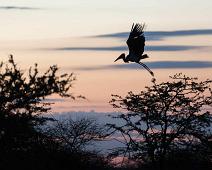 Marabou stork   Leptoptilos crumeniferus, Marabou stork, Maraboustork : Leptoptilos crumeniferus, Marabou stork, Maraboustork