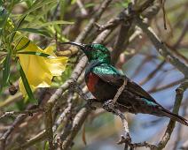 Marico Sunbird - Akasiesolfugl   Akasiesolfugl, Cinnyris mariquensis, Marico Sunbird : Akasiesolfugl, Cinnyris mariquensis, Marico Sunbird