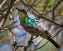 Marico Sunbird - Akasiesolfugl   Akasiesolfugl, Cinnyris mariquensis, Marico Sunbird : Akasiesolfugl, Cinnyris mariquensis, Marico Sunbird