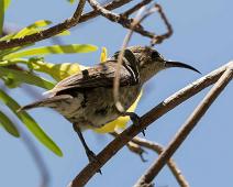 Marico Sunbird femininum - Akasiesolfugl   Akasiesolfugl, Cinnyris mariquensis, Femininum, Marico Sunbird : Akasiesolfugl, Cinnyris mariquensis, Femininum, Marico Sunbird